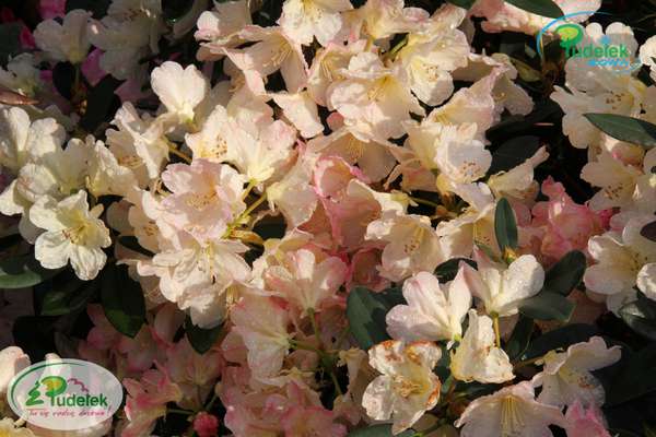 Rhododendron Percy Wiseman